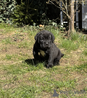 Zdjęcie №3. Cane-Corso-Welpe sucht ein Zuhause... Skontaktuj się z nami przez WhatsApp pod. Niemcy