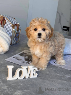 Zdjęcie №2 do zapowiedźy № 146117 na sprzedaż  maltipu - wkupić się Samoa Amerykańskie prywatne ogłoszenie, od żłobka, ze schronu, hodowca