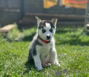 Zdjęcie №1. husky syberyjski - na sprzedaż w Namsos | 1674zł | Zapowiedź №170175