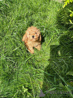 Zdjęcie №3. pudel Extra Baby Face. Litwa