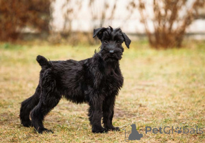 Zdjęcie №3. Mały Paris Cenny czarny szczeniak sznaucera olbrzymiego do adopcji. Luksemburg