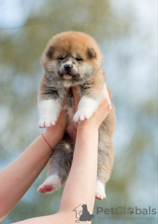 Dodatkowe zdjęcia: Szczeniaki Akita inu