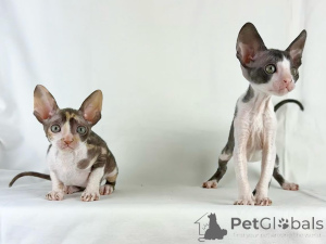 Zdjęcie №1. kot cornish rex - na sprzedaż w Allensbach | negocjowane | Zapowiedź № 158812