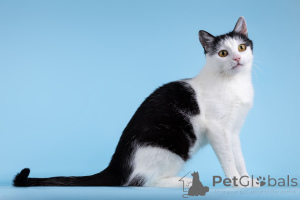 Zdjęcie №3. Urocza kotka Żaba szuka domu.. Federacja Rosyjska