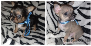 Dodatkowe zdjęcia: Sprzedam szczenięta Chihuahua