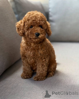 Zdjęcie №1. pudel (zabawka) - na sprzedaż w Berlin | negocjowane | Zapowiedź №150828