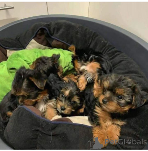 Zdjęcie №1. yorkshire terrier - na sprzedaż w St. Julian's | negocjowane | Zapowiedź №137811