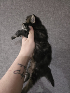 Zdjęcie №1. maine coon - na sprzedaż w Innsbruck | 3109zł | Zapowiedź № 152379