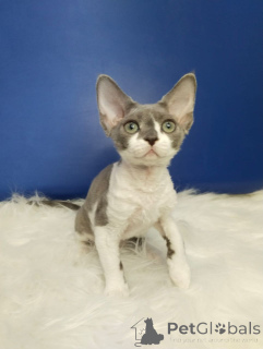 Zdjęcie №3. Zdrowe kocięta z Devon River są gotowe dla Twojej rodziny z możliwością dostawy.. Niemcy