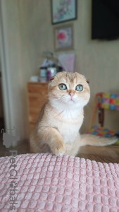 Zdjęcie №1. scottish fold - na sprzedaż w Omsk | 2320zł | Zapowiedź № 104951