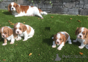 Zdjęcie №1. cavalier king charles spaniel - na sprzedaż w Monachium-Flughafen | 2774zł | Zapowiedź №175182