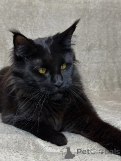 Zdjęcie №1. maine coon - na sprzedaż w Asch | negocjowane | Zapowiedź № 160069