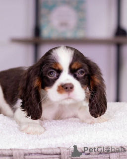 Zdjęcie №4. Sprzedam cavalier king charles spaniel w Varmaland. hodowca - cena - negocjowane