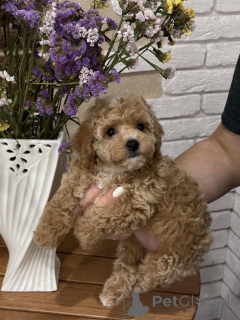 Zdjęcie №1. pudel (zabawka) - na sprzedaż w Berlin | 2631zł | Zapowiedź №167621