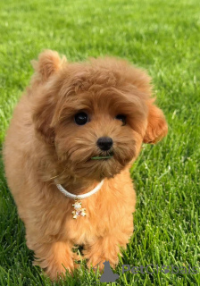 Zdjęcie №2 do zapowiedźy № 154731 na sprzedaż  pudel (zabawka) - wkupić się Wielka Brytania prywatne ogłoszenie