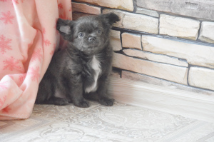 Zdjęcie №3. wspaniały chłopiec w niebieskim kolorze. Federacja Rosyjska