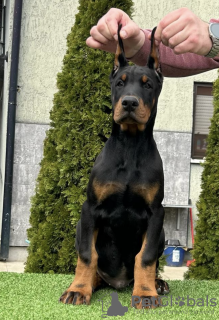 Dodatkowe zdjęcia: Doberman szczenięta na sprzedaż