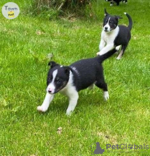 Zdjęcie №1. border collie - na sprzedaż w Mediolan | 1046zł | Zapowiedź №117950