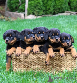 Zdjęcie №1. rottweiler - na sprzedaż w Madryt | 3588zł | Zapowiedź №160482