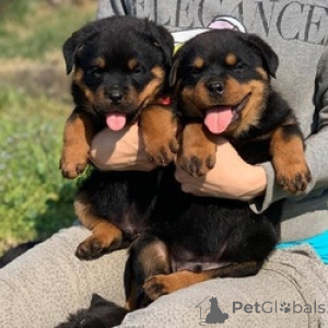 Zdjęcie №1. rottweiler - na sprzedaż w Emden | negocjowane | Zapowiedź №174709