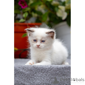 Zdjęcie №1. ragdoll - na sprzedaż w Glencoe | 1674zł | Zapowiedź № 174389