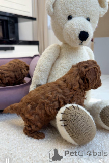 Zdjęcie №2 do zapowiedźy № 157432 na sprzedaż  pudel (zabawka) - wkupić się Wielka Brytania prywatne ogłoszenie