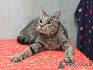 Zdjęcie №2 do zapowiedźy № 155411 na sprzedaż   - wkupić się Federacja Rosyjska prywatne ogłoszenie