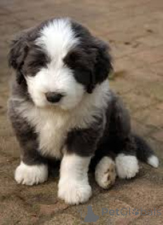 Zdjęcie №2 do zapowiedźy № 136796 na sprzedaż  bearded collie - wkupić się Niemcy 