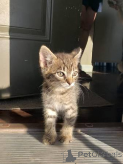 Zdjęcie №4. Sprzedam scottish fold w Gruzja.  - cena - Bezpłatny