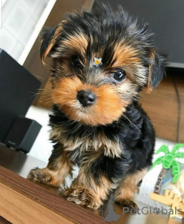 Zdjęcie №3. Ови малишани су недавно изгубили свог првобитног старатеља због болести и много. Czarnogóra