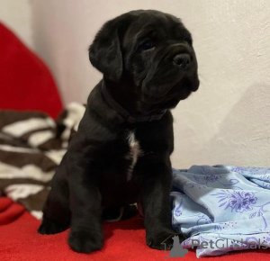 Zdjęcie №2 do zapowiedźy № 155090 na sprzedaż  cane corso - wkupić się Niemcy hodowca