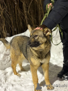 Zdjęcie №2 do zapowiedźy № 165691 na sprzedaż   - wkupić się Federacja Rosyjska prywatne ogłoszenie