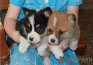 Zdjęcie №1. welsh corgi - na sprzedaż w Гамбург | 2093zł | Zapowiedź №105685