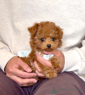 Zdjęcie №2 do zapowiedźy № 163989 na sprzedaż  pudel (zabawka) - wkupić się Niemcy hodowca