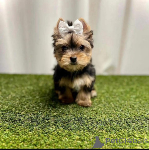 Zdjęcie №2 do zapowiedźy № 110528 na sprzedaż  yorkshire terrier - wkupić się USA prywatne ogłoszenie, hodowca