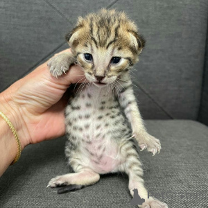 Zdjęcie №3. Kocięta bengalskie do adopcji. Australia
