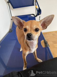 Zdjęcie №1. chihuahua (rasa psów) - na sprzedaż w Зальцбург | 628zł | Zapowiedź №43866