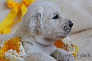 Dodatkowe zdjęcia: Szczenięta Golden Retrievera