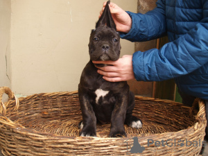 Dodatkowe zdjęcia: Cane Corso szczenięta na sprzedaż