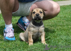 Dodatkowe zdjęcia: Mastif południowoafrykański Boerboel szczenięta