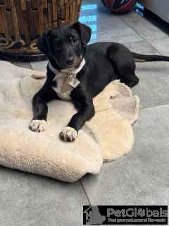 Zdjęcie №2 do zapowiedźy № 134406 na sprzedaż  pies nierasowy - wkupić się Federacja Rosyjska 