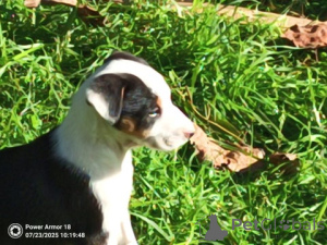 Zdjęcie №3. Border-Collie-Welpe. Niemcy