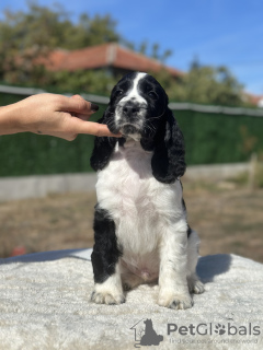 Zdjęcie №3. Springer spaniel angielski z rodowodem FCI. Bułgaria