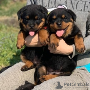 Zdjęcie №1. rottweiler - na sprzedaż w Антверпен | 1256zł | Zapowiedź №125209