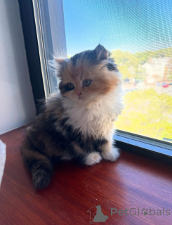 Zdjęcie №1. perskie - na sprzedaż w Lipsk | negocjowane | Zapowiedź № 165341