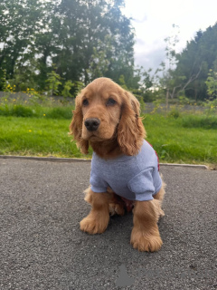 Zdjęcie №1. cocker spaniel angielski - na sprzedaż w Ansubrg | 2870zł | Zapowiedź №169613