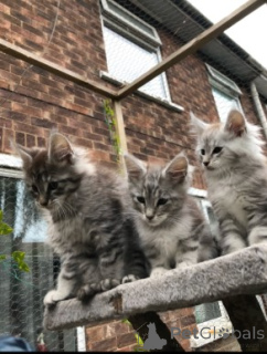 Zdjęcie №3. Maine-Coon-Kätzchen. Dania