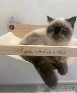 Zdjęcie №3. Himalaya-Kätzchen ZUR. Niemcy