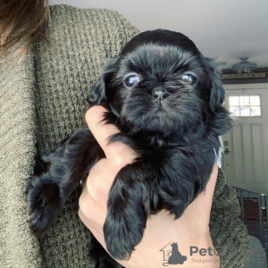 Zdjęcie №3. SPRZEDAM SZCZENIĘTA SHIH TZU. USA