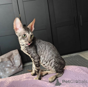 Zdjęcie №1. kot cornish rex - na sprzedaż w Bornheim | 1674zł | Zapowiedź № 173916